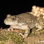 Foto van een mannetjes vroedmeesterpad met eitjes; photo of a male midwife toad with eggs (spawn)