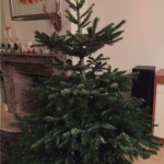 kerst boom kaal in huis 2015